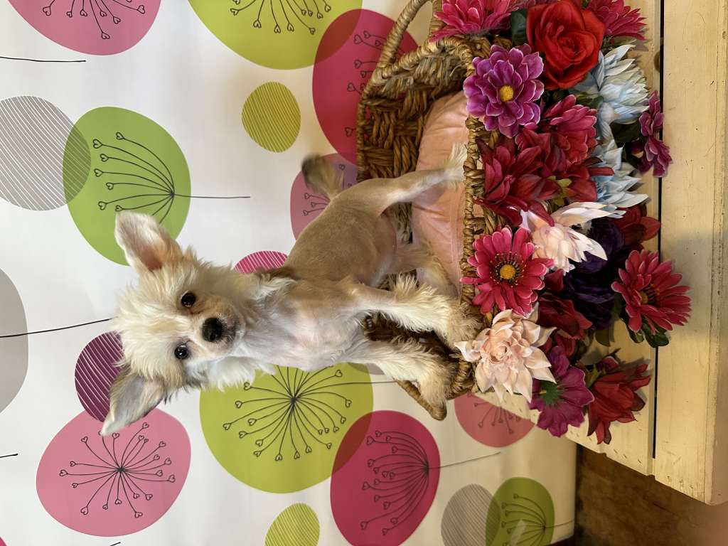 MaeBean Aint Got Muffin To Say