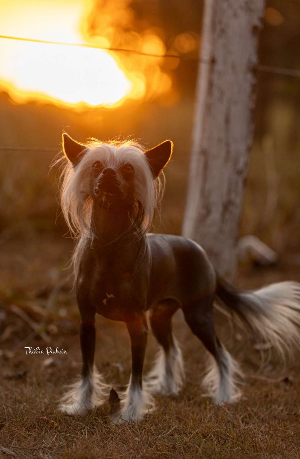 Mountain View & Hampton Court Kiss This