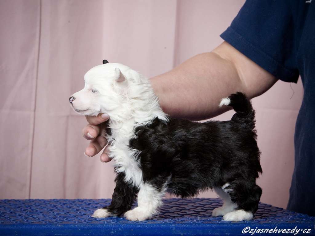 Elisabet Queen z Jasne hvezdy