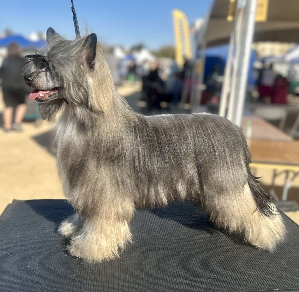 Wind N Puffin All Laced Up