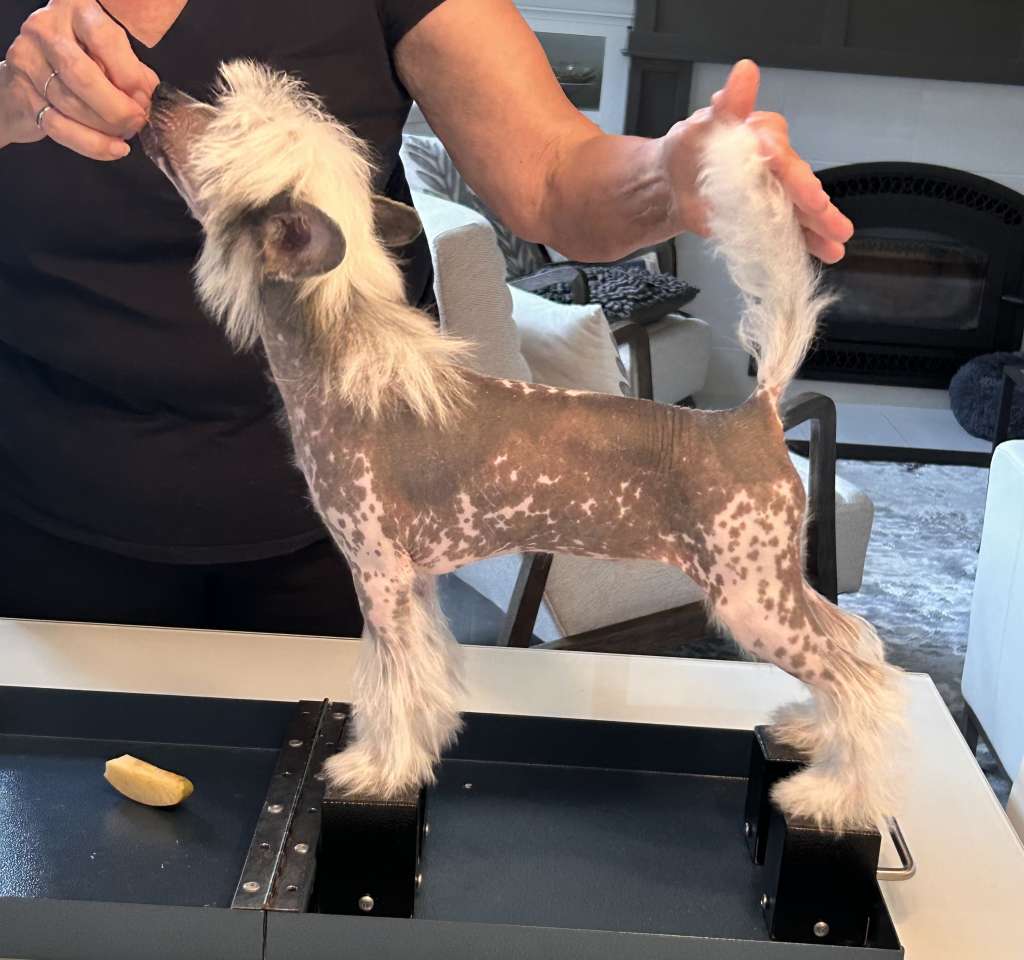 Wind N Puffin Chantilly Lace