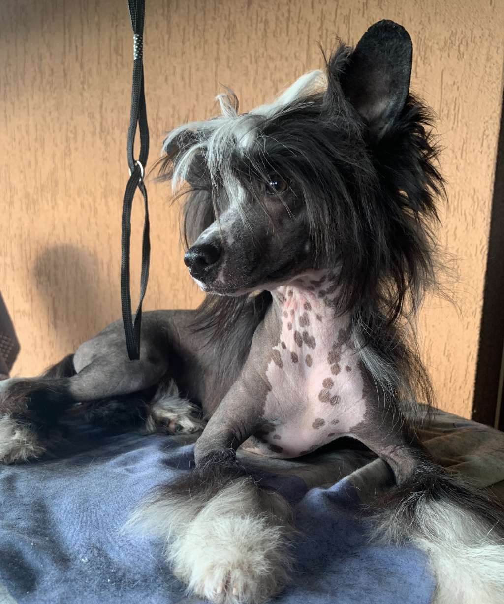 Queen Of The Night Planet Of Dream