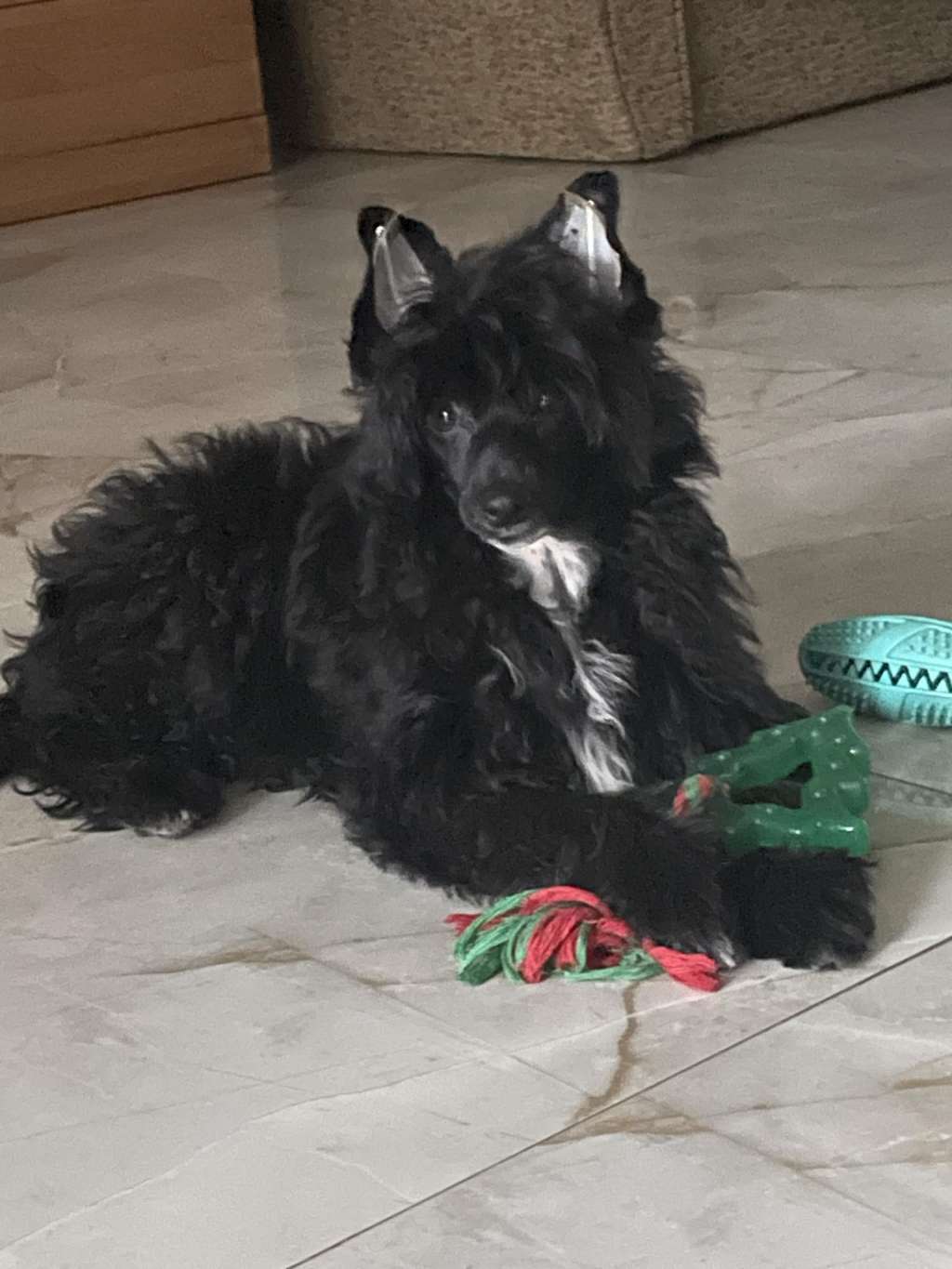 BLACK Perla Kings of Dreams