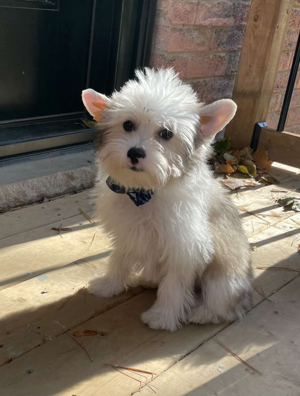 Gardine's No Guns Just Cannoli