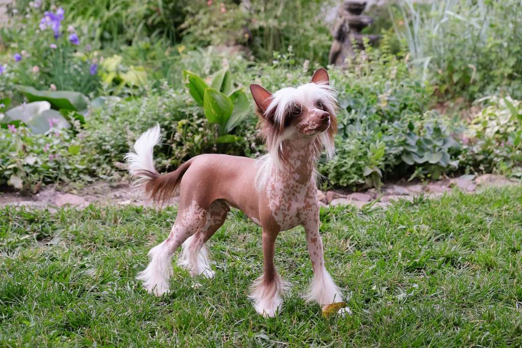 Roshen  Malyuk El  Tiola