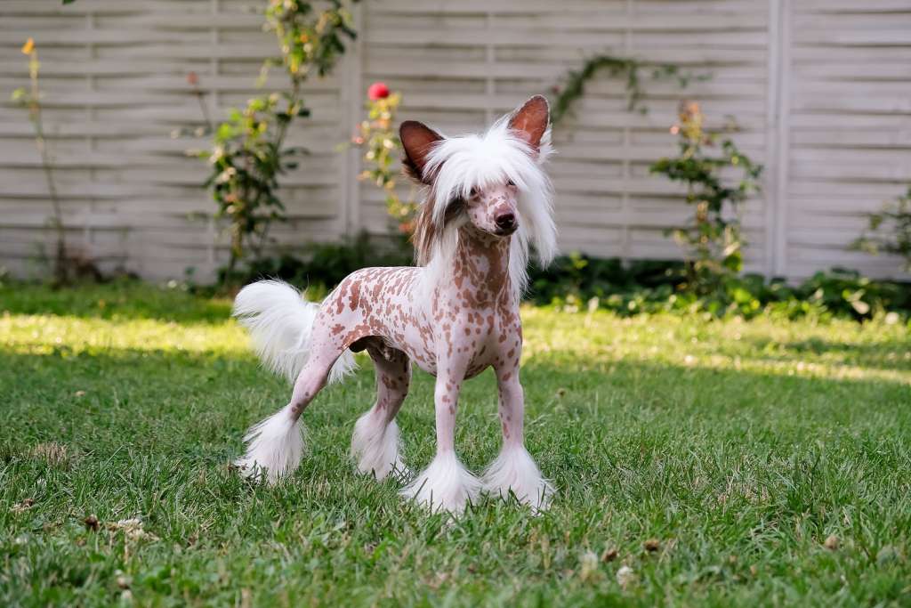 Rado  Myr  El  Tiola