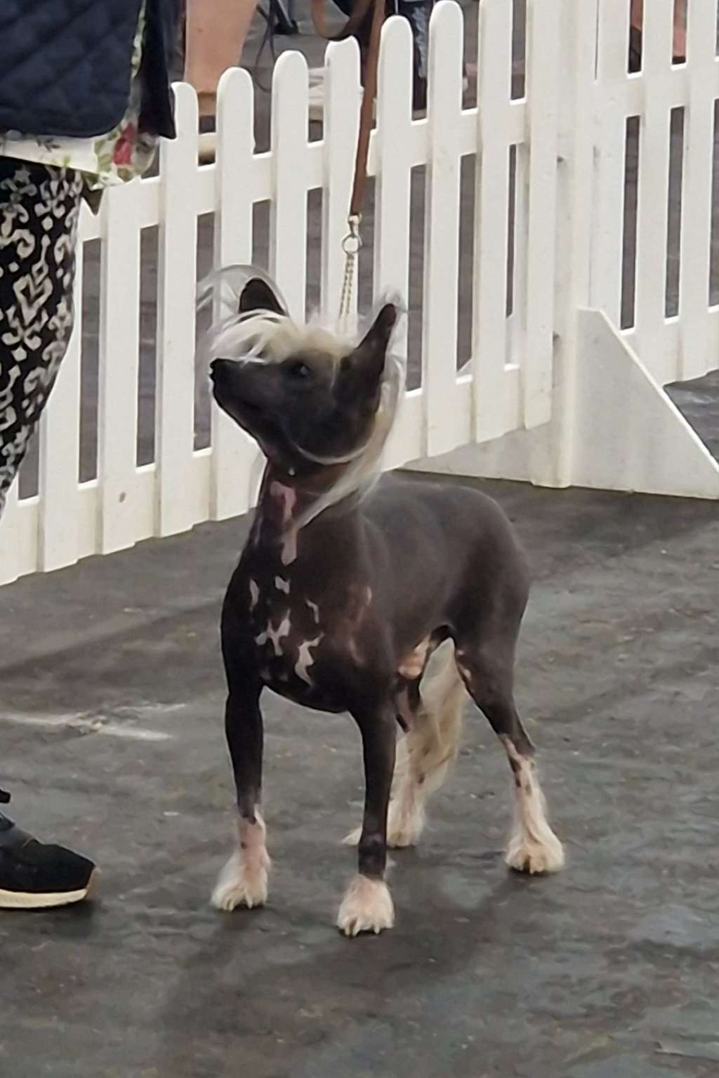 Zerachiel Rags to Riches with Cefndaidi