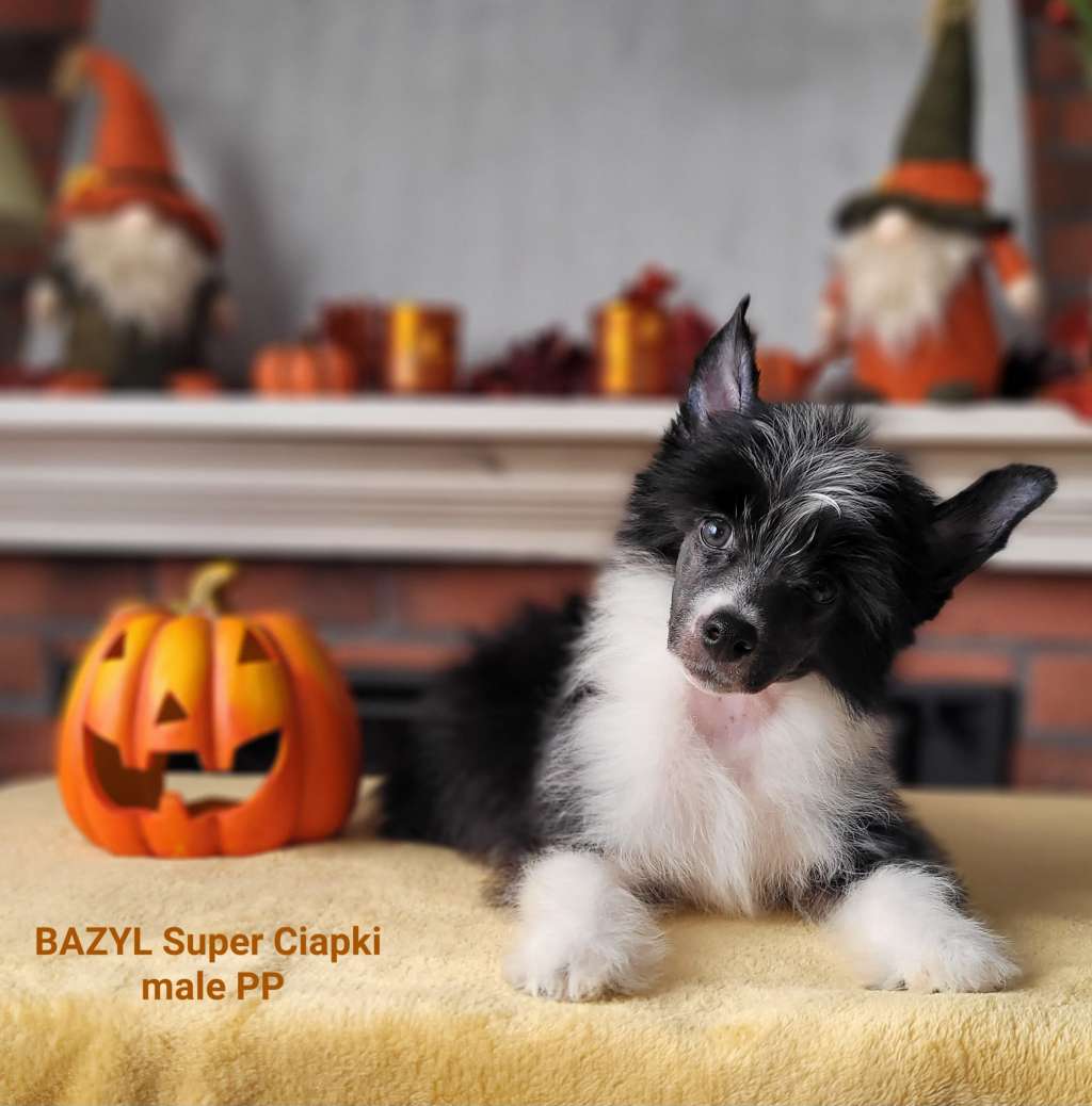 Bazyl Super Ciapki (fci)