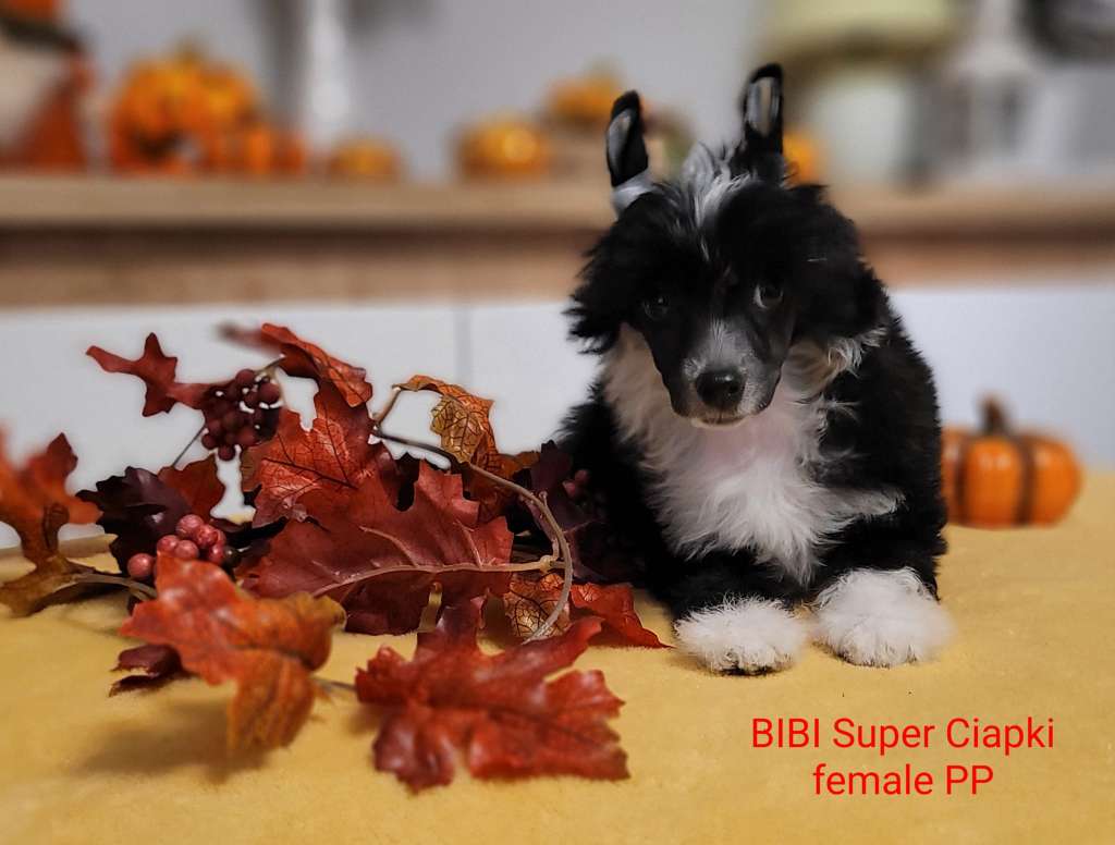 Bibi Super Ciapki (fci)