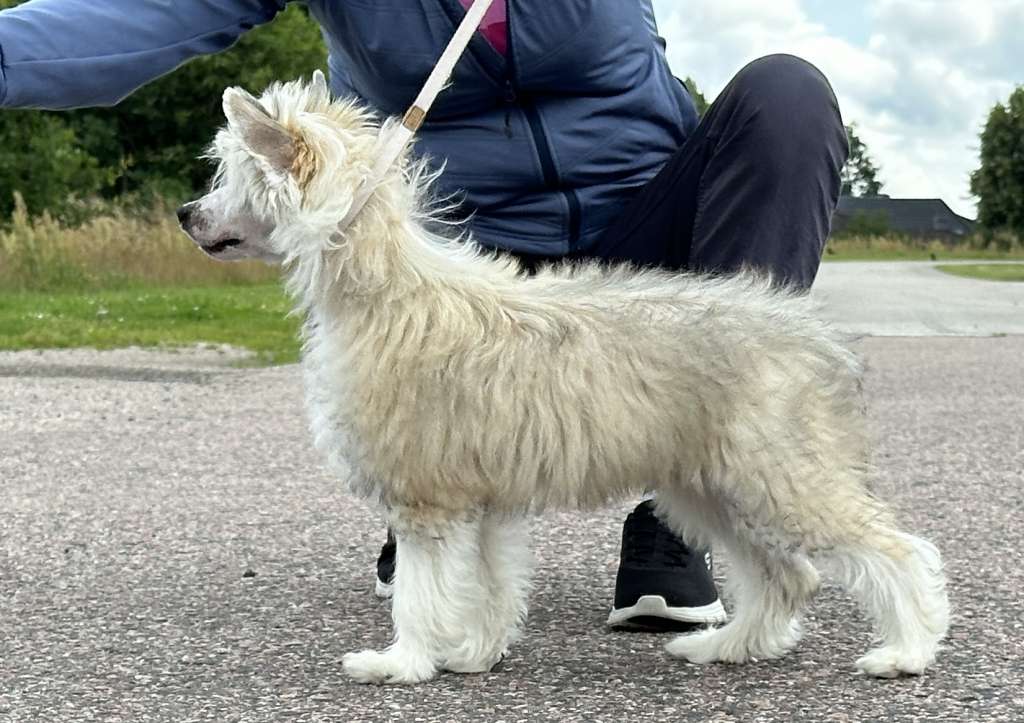 Prefix Dandy Fashion