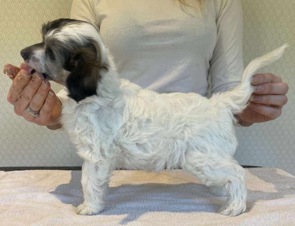 Moelmo's Dare To Dream