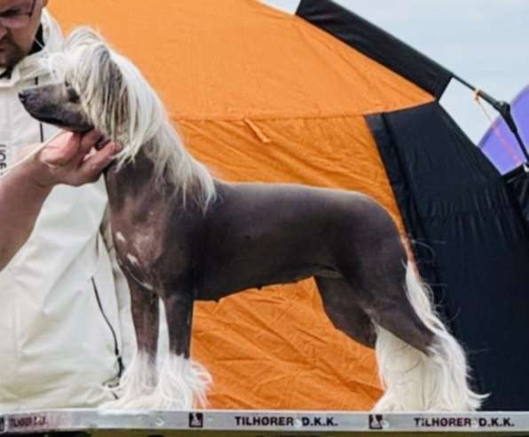 Moelmo's May The Force Be With Me