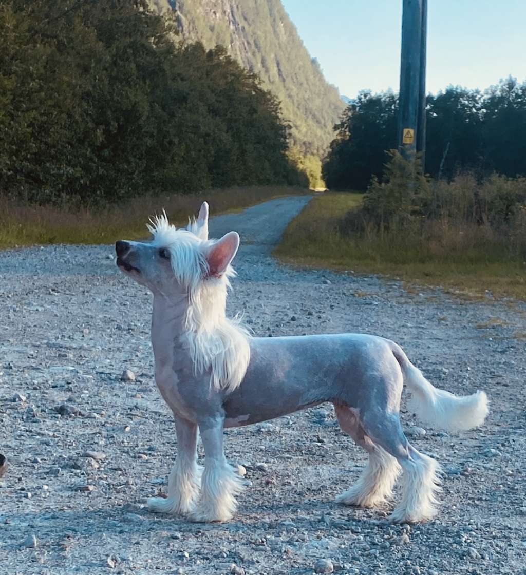 Moelmo's That's No Moon