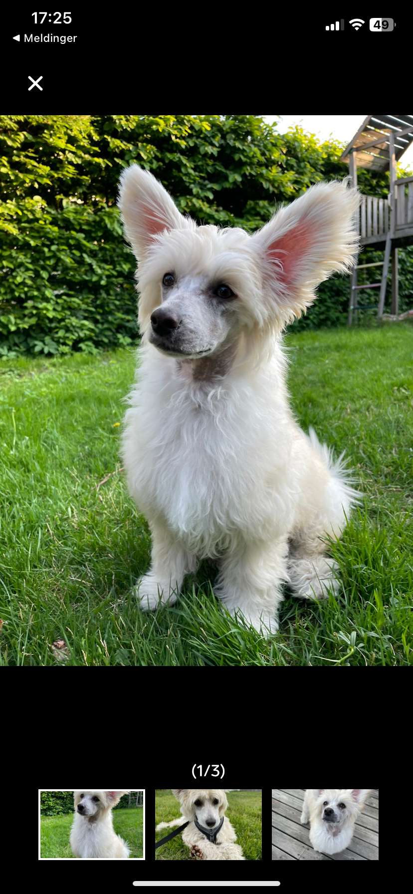 Moelmo's Laugh It Up Fuzzball