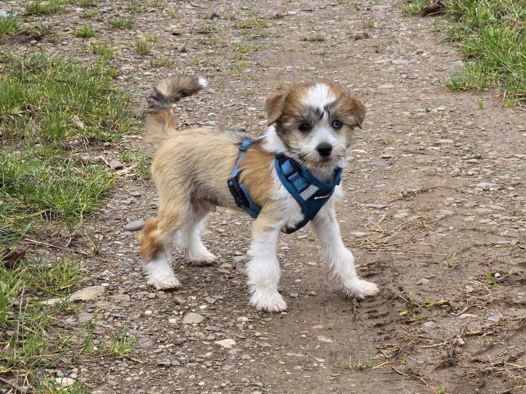 Caramel Cookie von den Weinbergswölfen