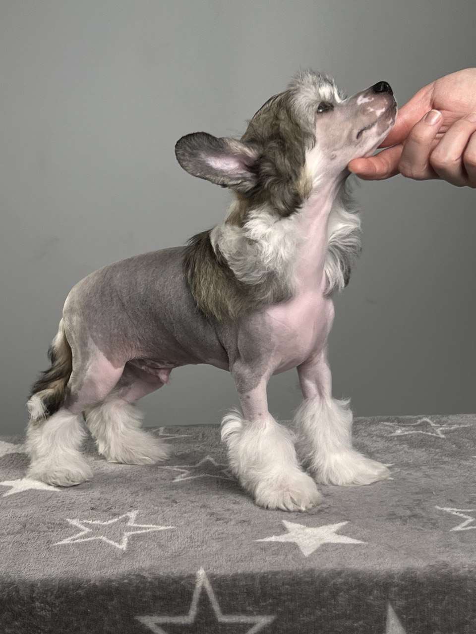 Anna Sky Kennel Harvey