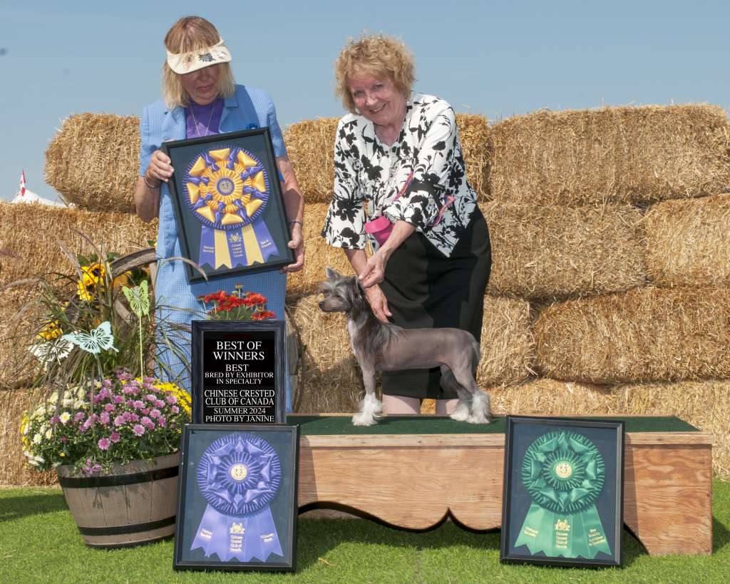 Ch Shantel's The Stars Are Exotica