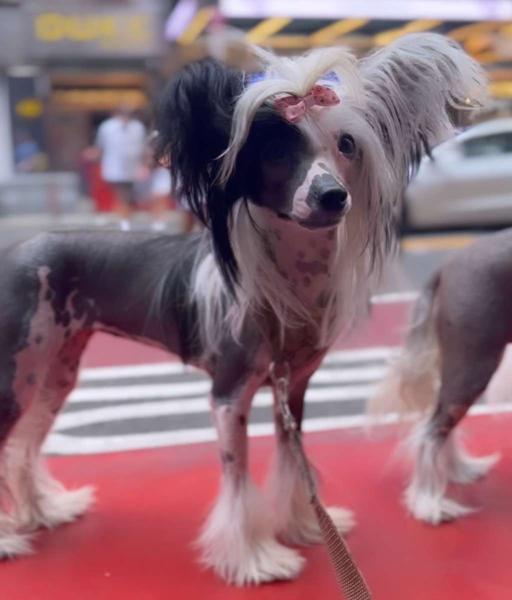 Julie Precious Princess Cleopatra