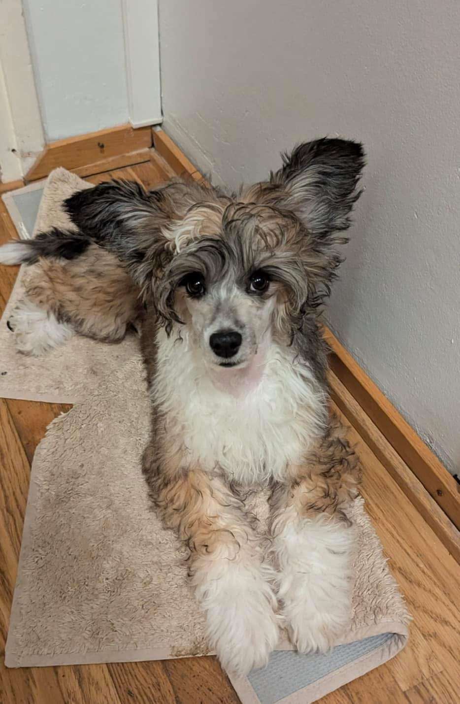 PowerBlackGirls Casmir