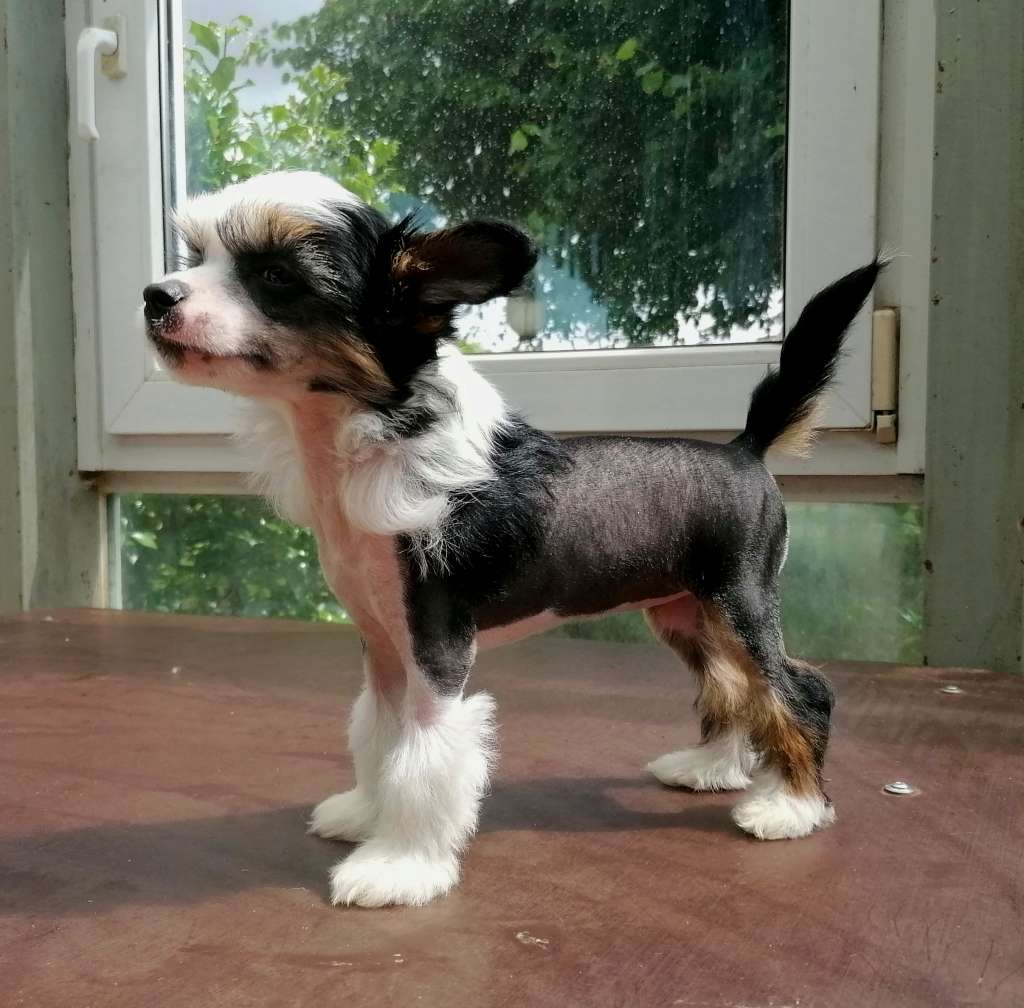 Be My Dog's Kiss Me Twice