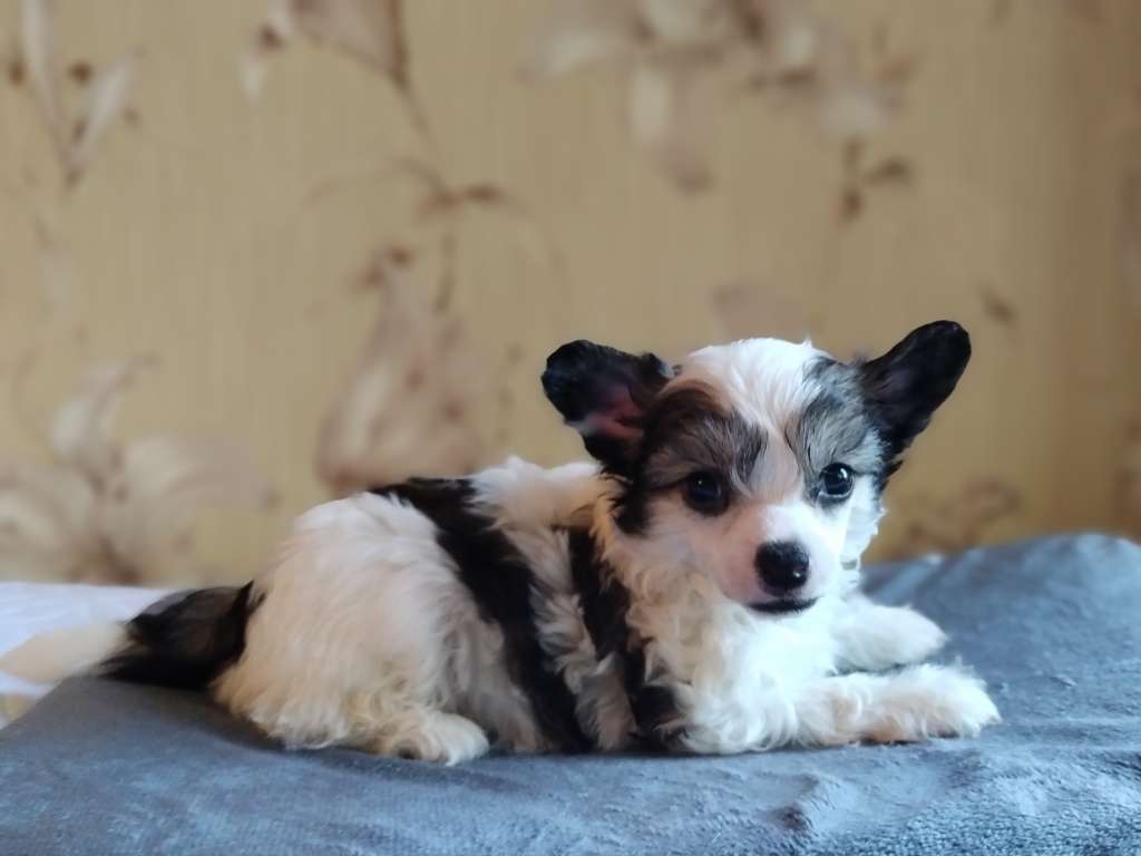 Kovimoti Victor Da Silva