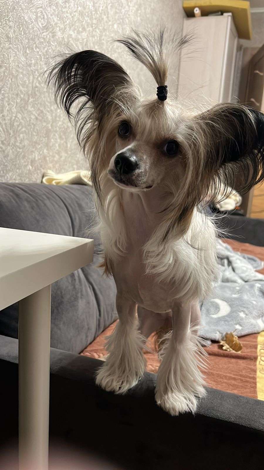 Kovimoti Violet Shine of Star