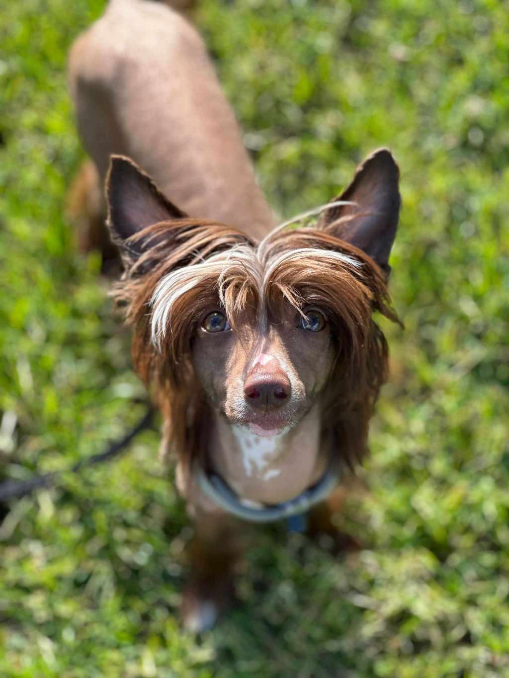 ChinoPata's Velvet Queen Bean