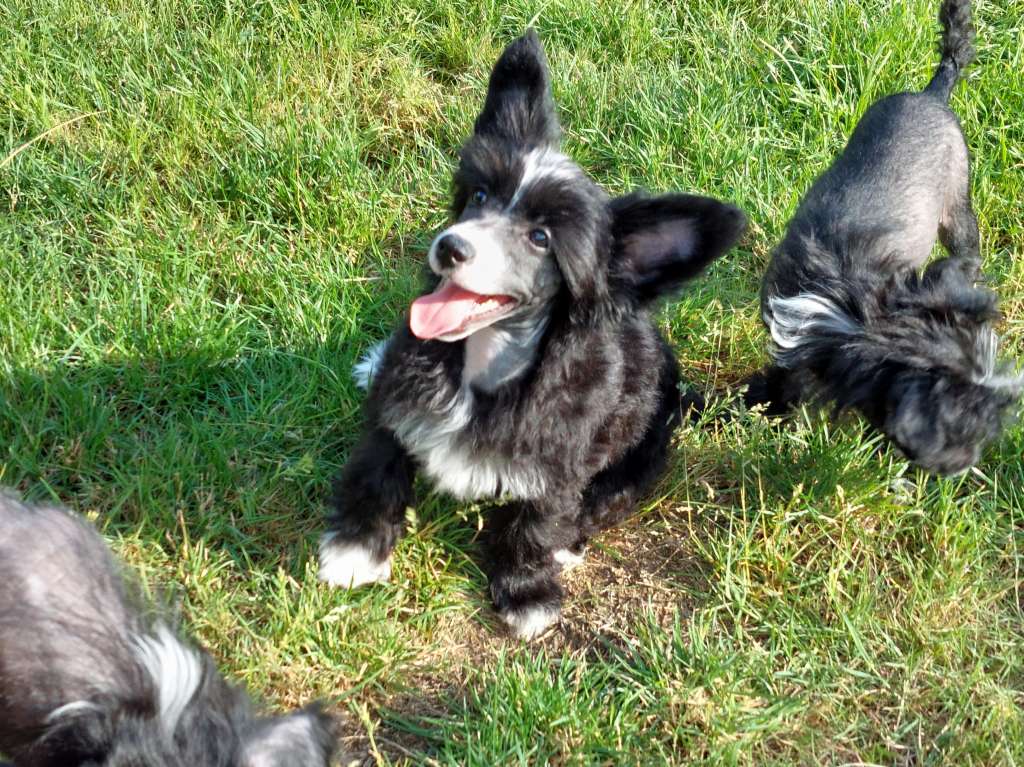 ChinoPata's Wiggle My Cannoli