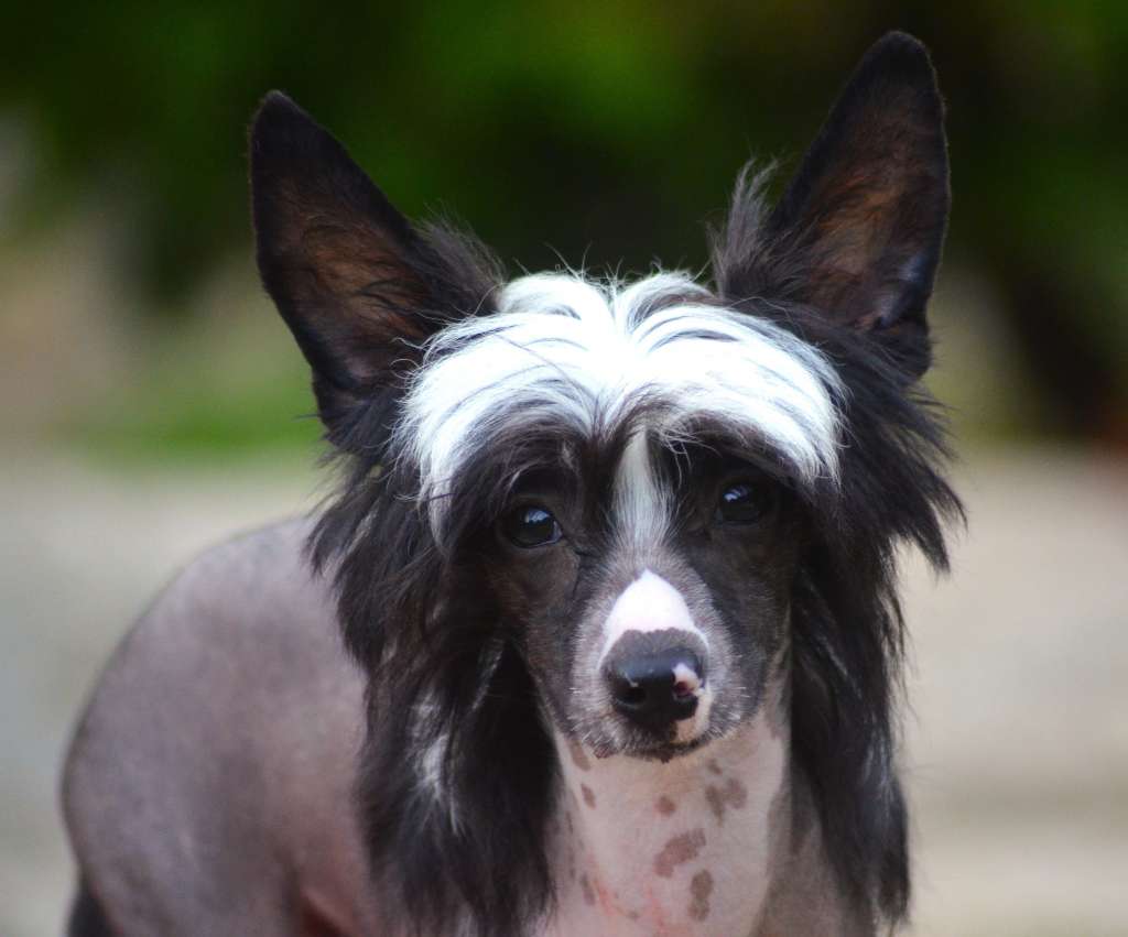 ChinoPata's Working Class Pavlova