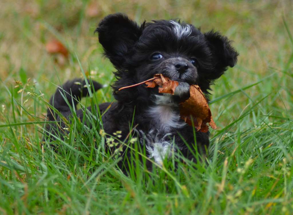 ChinoPata's Xplosive Mud Cake