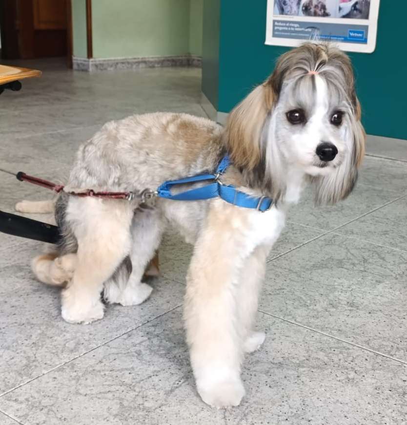 Volcancrest Jaime Fraser