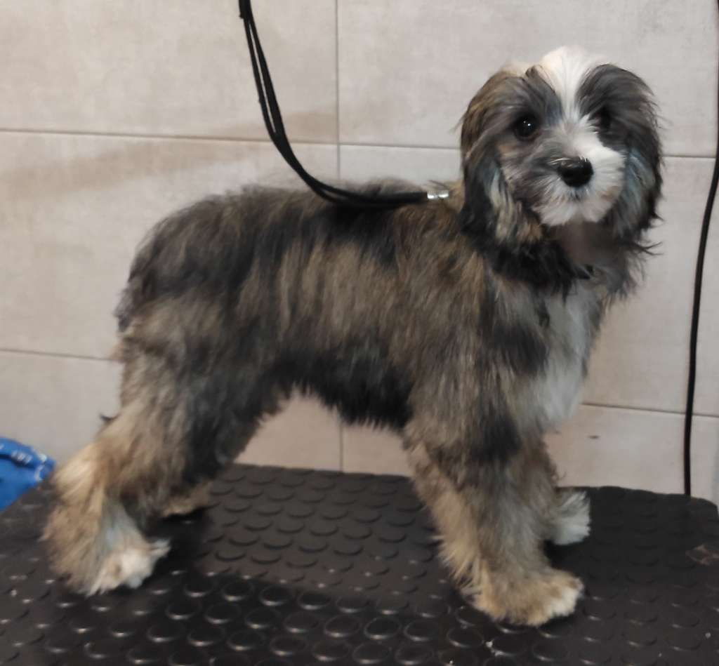 Volcancrest Claire Fraser