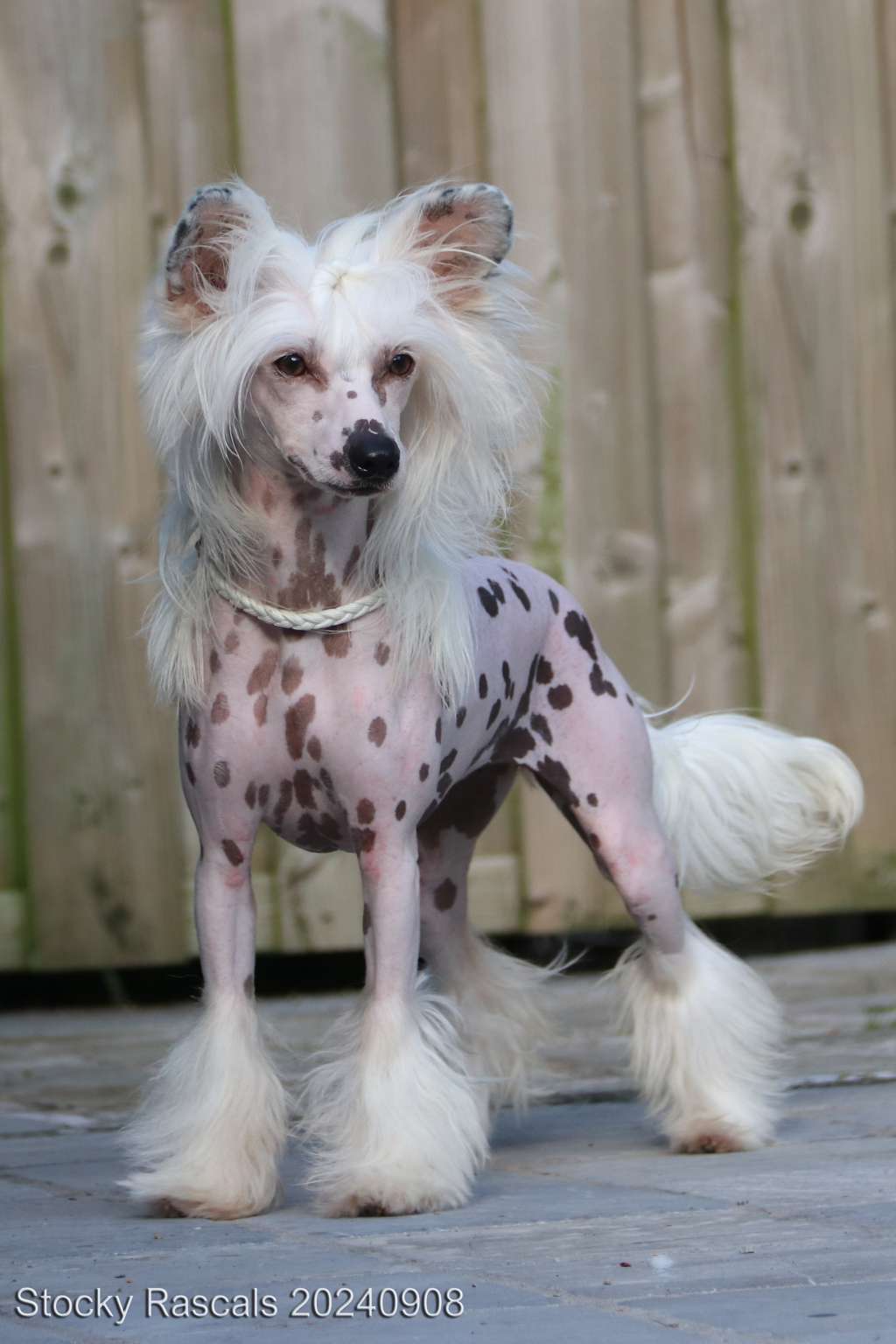 BJCh.Little Dog Of Dream Ukimi