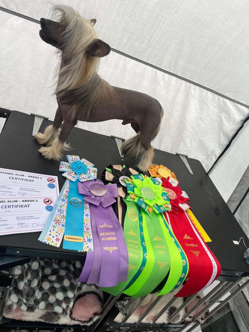 Harry ze Zlocistego Raju FCI