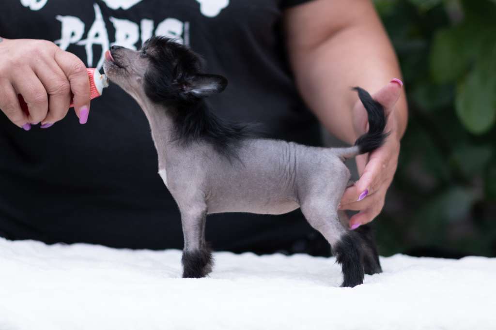 Gothica dei Guardiani Silani