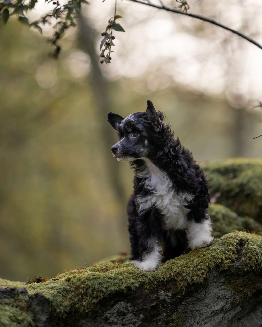 FluffyGoals Absolutely Charming