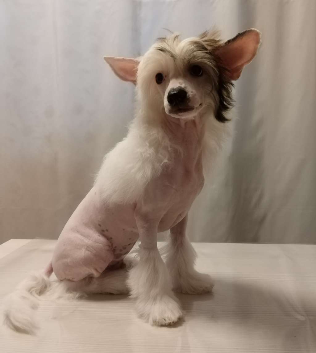 Kovimoti Nat King Cole