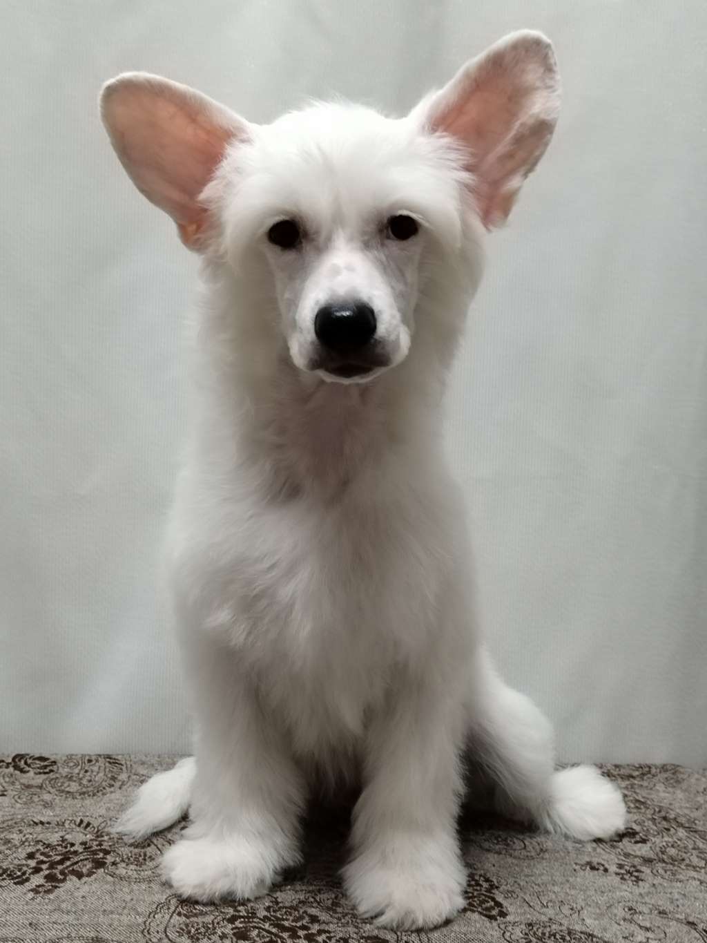 Kovimoti Nicole Shining Sun