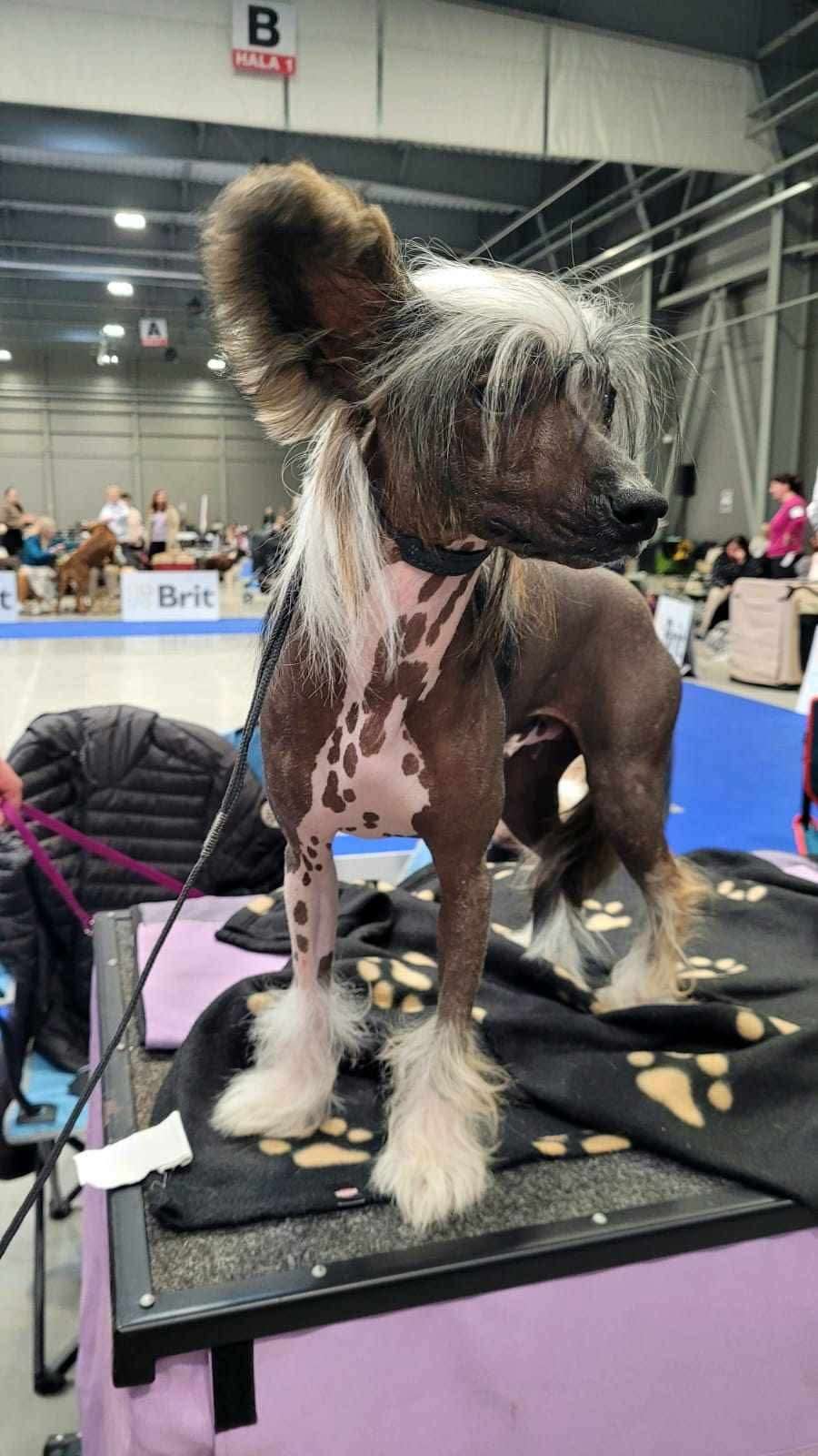 Aladar Kingdom of Aravern