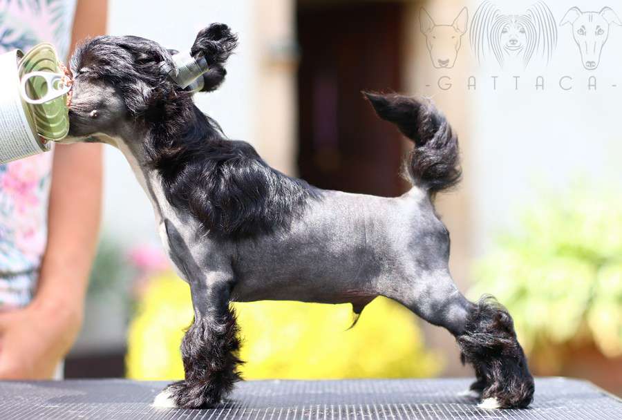 Narciso Crystal Gattaca