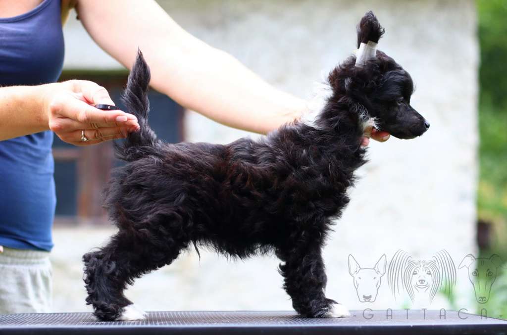 Nandor Negroni Gattaca