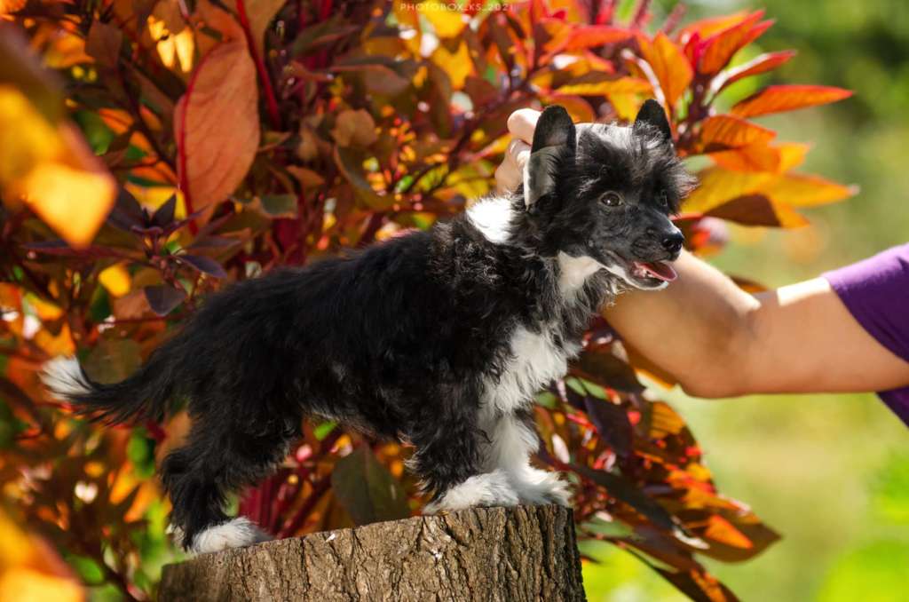 Ula Dneprovskoye Solntse