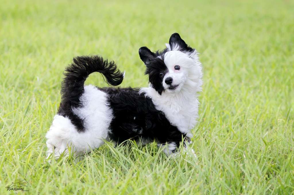 Stillmeadow I Wanna Go Fast!