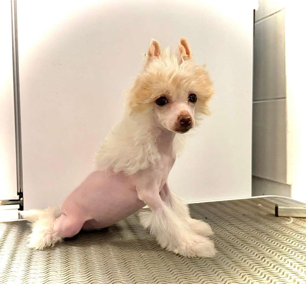 Valia Diamond of the Night