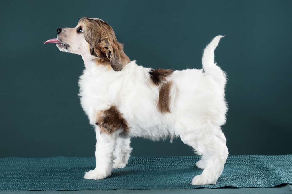 TnTcrested Charlie Brown