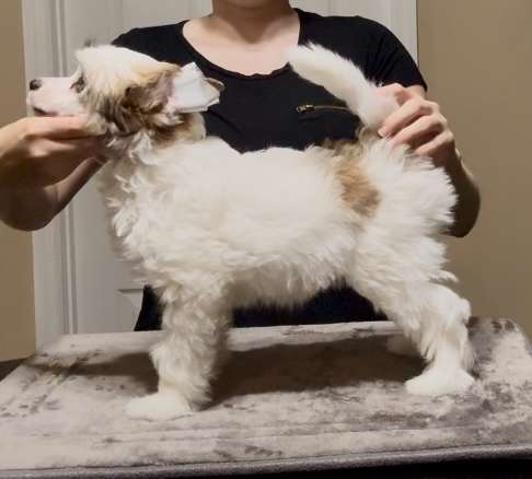 FronkLinn's Mango Tango Delight