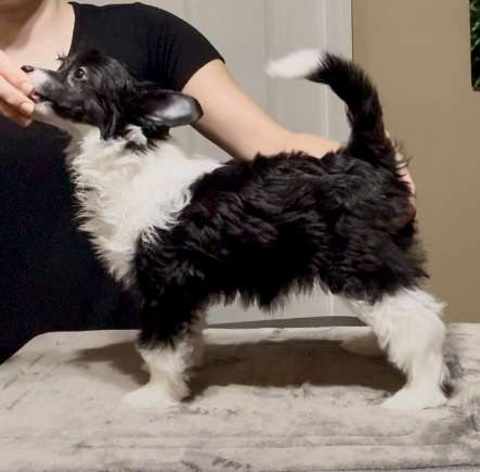 FronkLinn's Peanut Butter Jelly Time