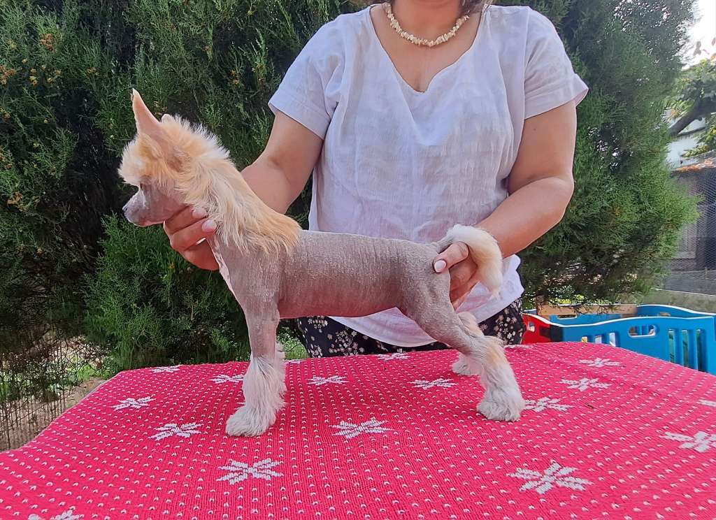 Romantyczna Sasima Fci