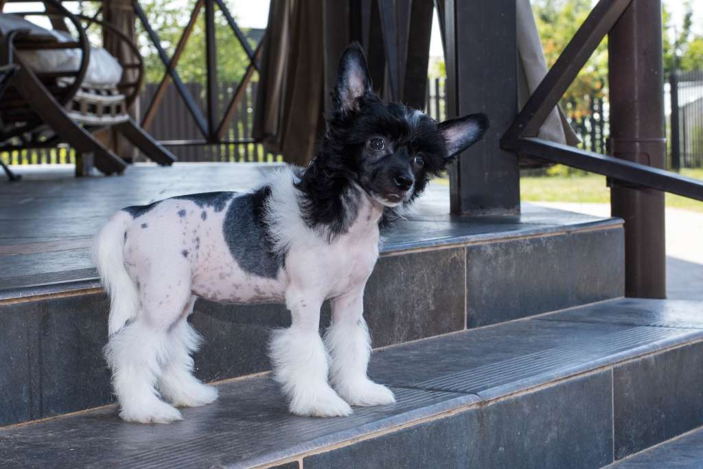 Bambietta Wonders Lair