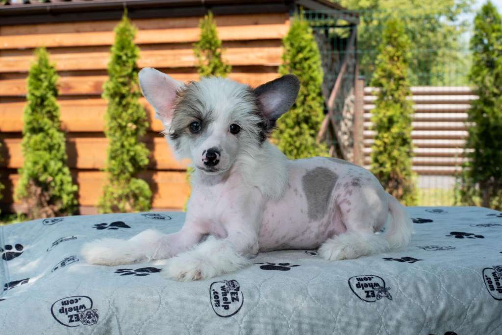 Barney  Wonders Lair